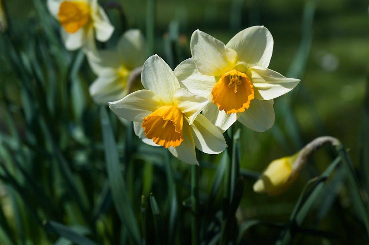 ilustrasi narcissus (pexels.com/Jean-Paul Wettstein)