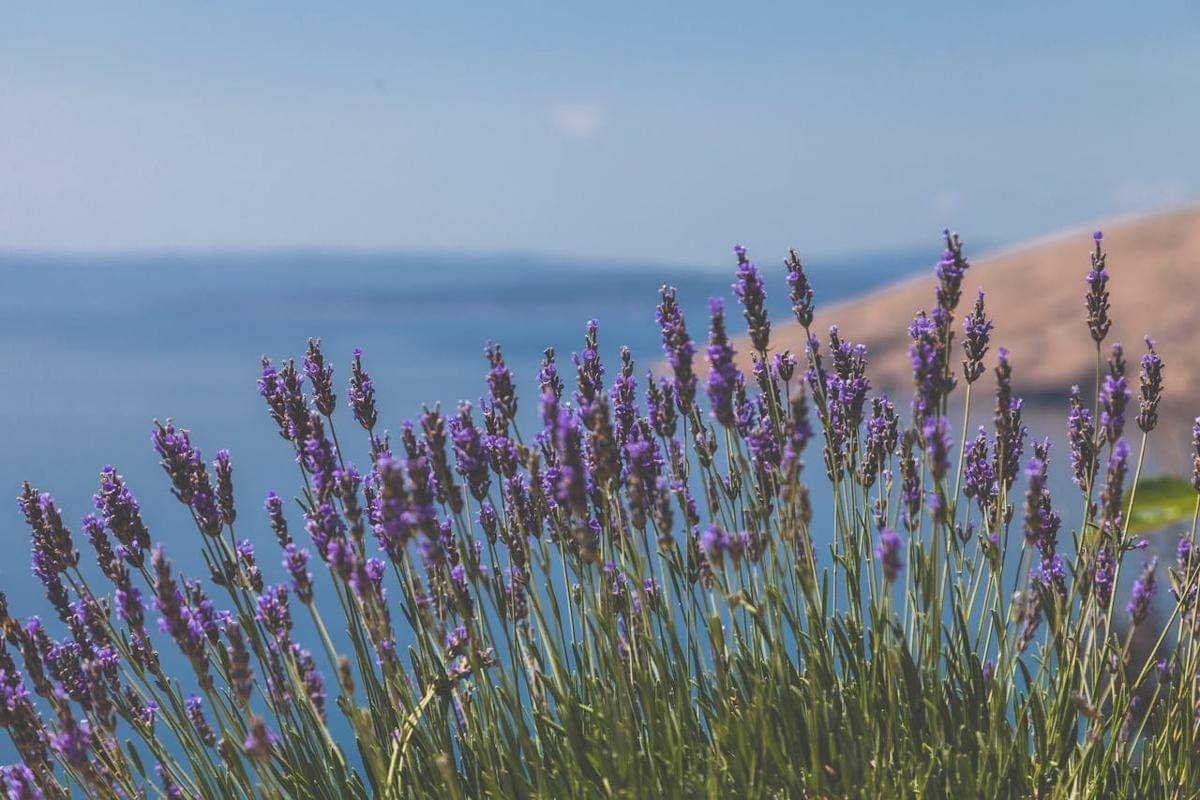 ilustrasi lavender (pexels.com/Peter Fazekas)