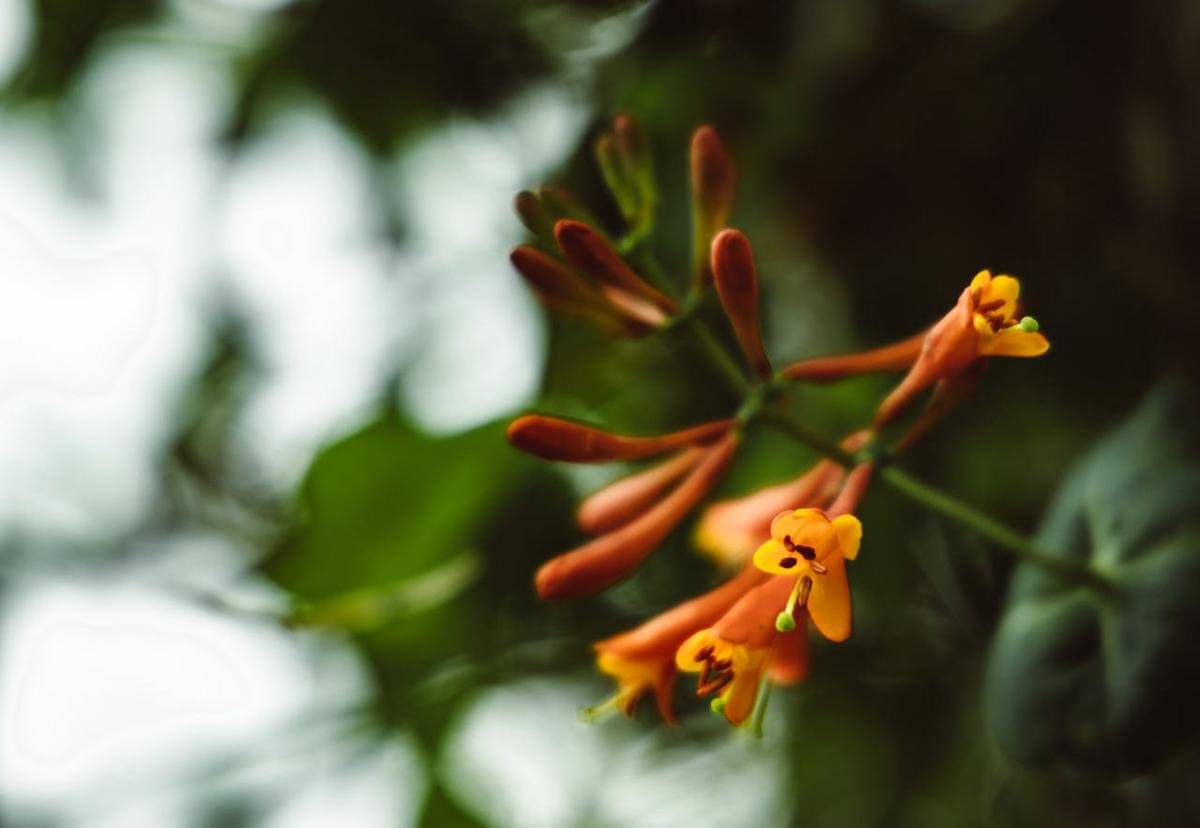 ilustrasi honeysuckle (pexels.com/ROMAN ODINTSOV)