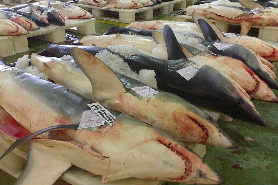 hiu mako sirip pendek di pelabuhan perikanan