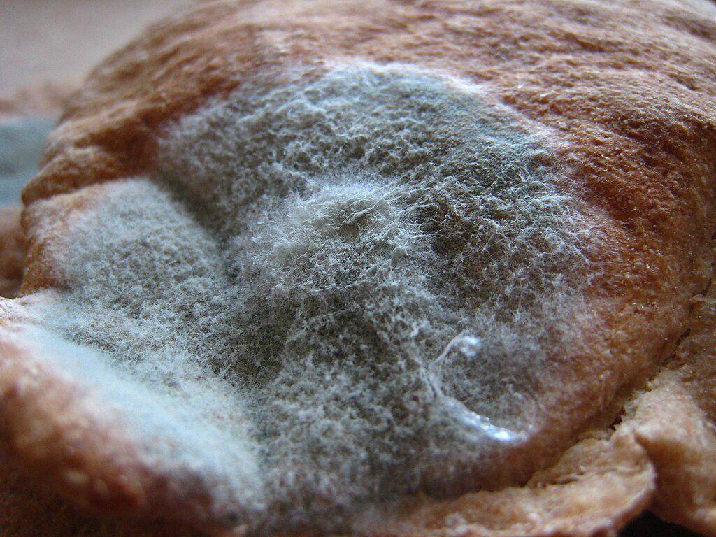 Roti berjamur.