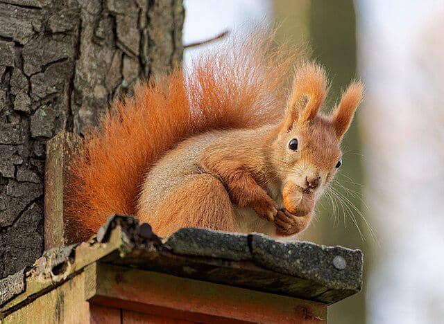 Tupai (commons.wikimedia/Jakub Hałun)