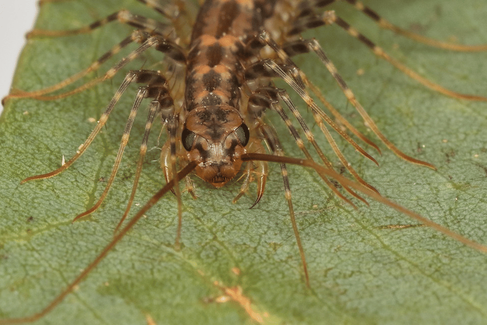 kelabang rumah (commons.wikimedia.org/patrickkavanagh)