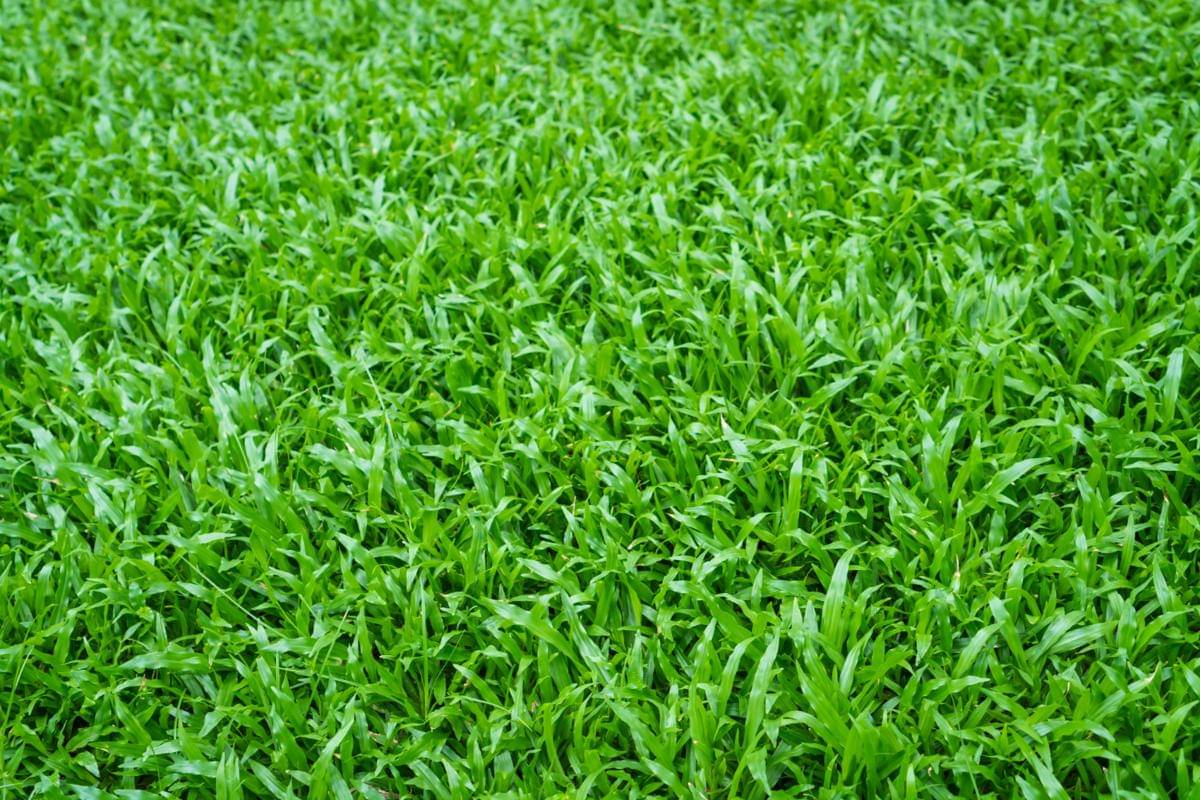 rumput manila (freepik.com/jannoon028)