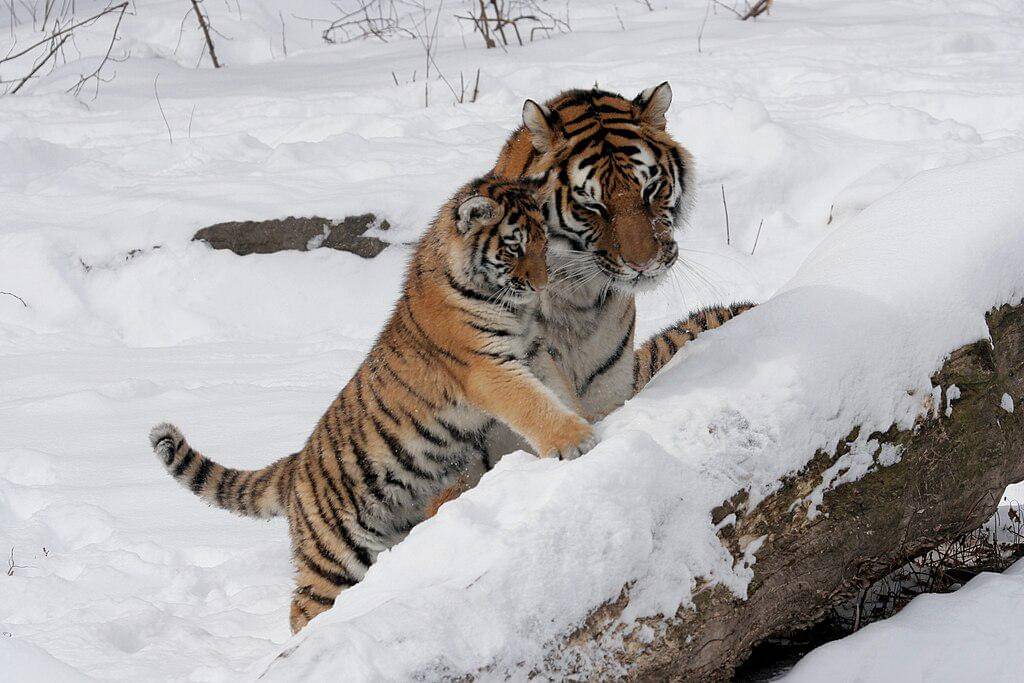 ilustrasi harimau Rusia