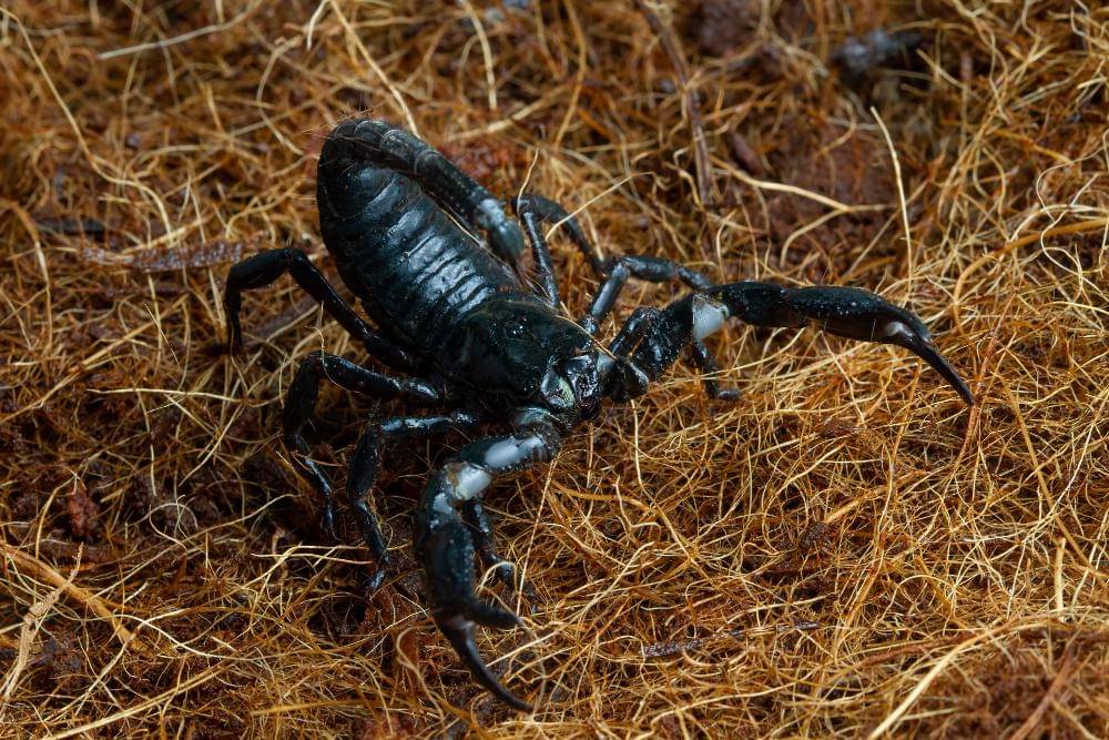 Arthropoda