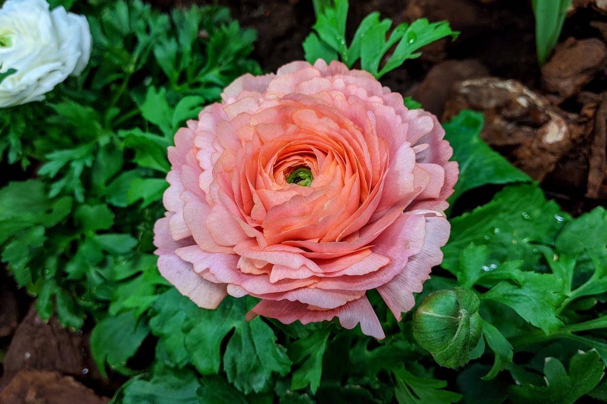 Bunga Ranunculus