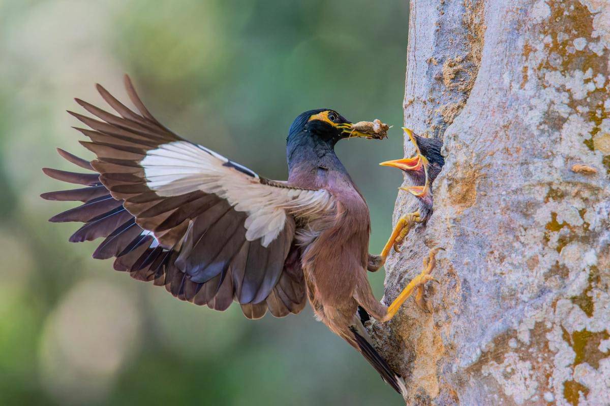 Common Myna