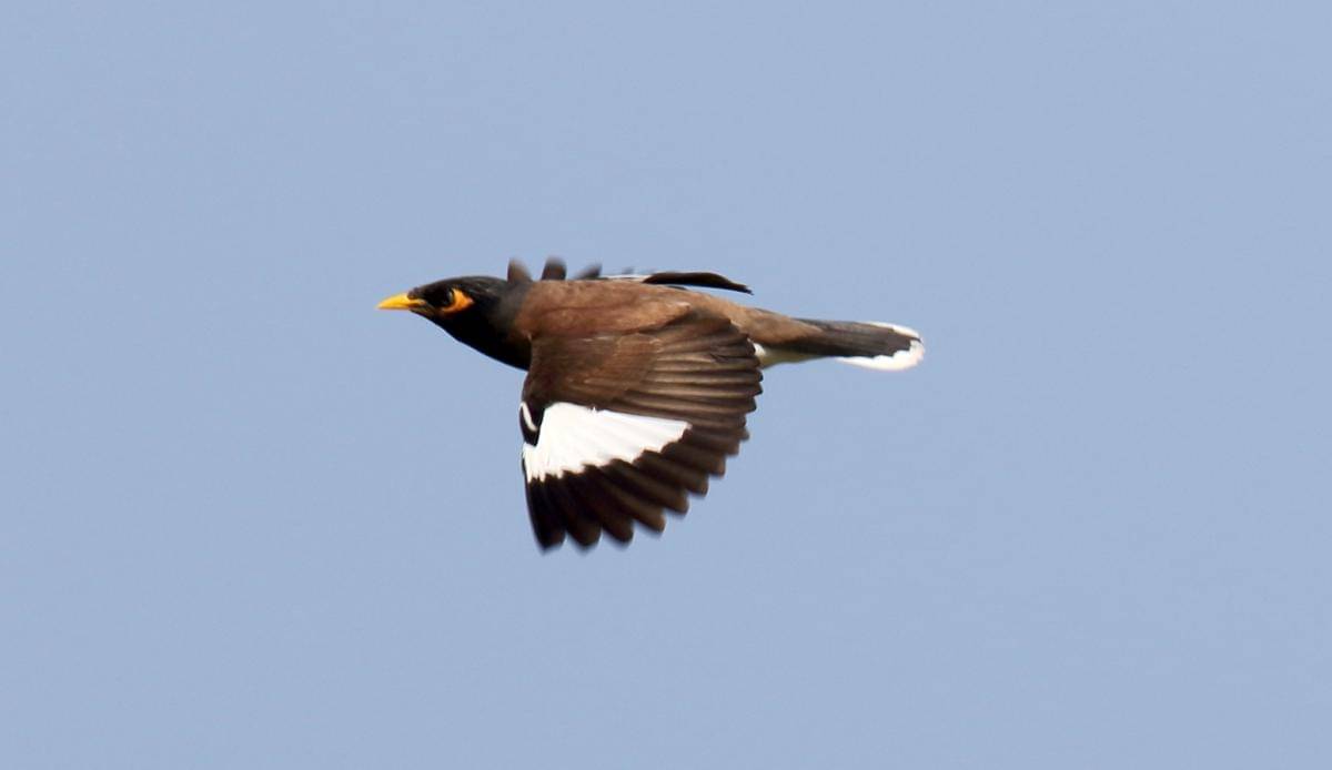 Common Myna
