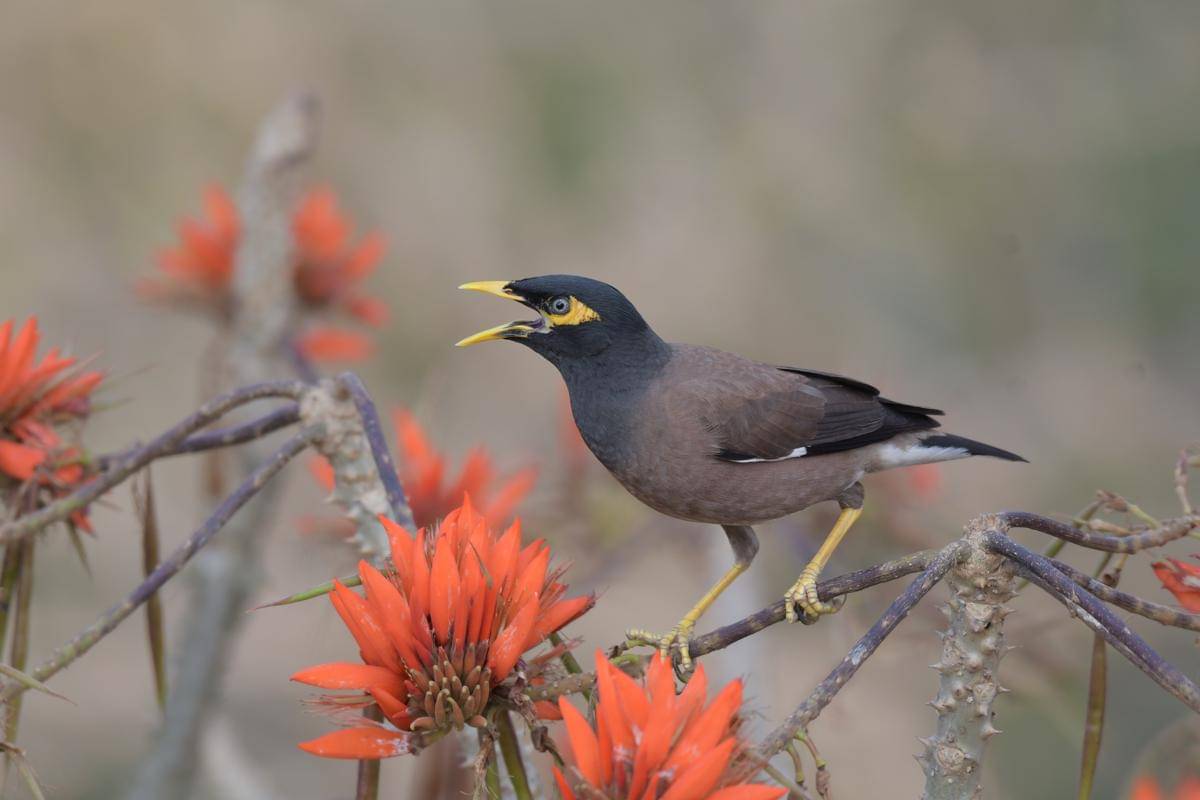 Common Myna