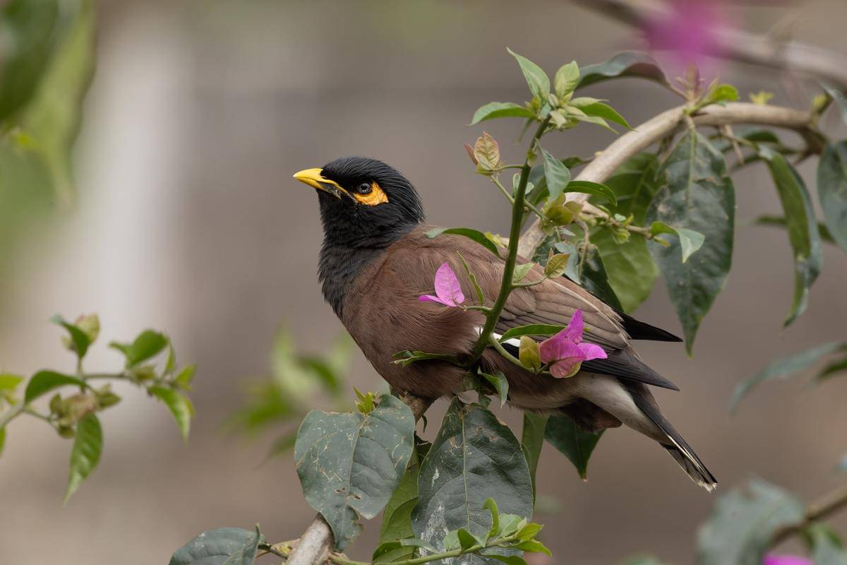 Common Myna