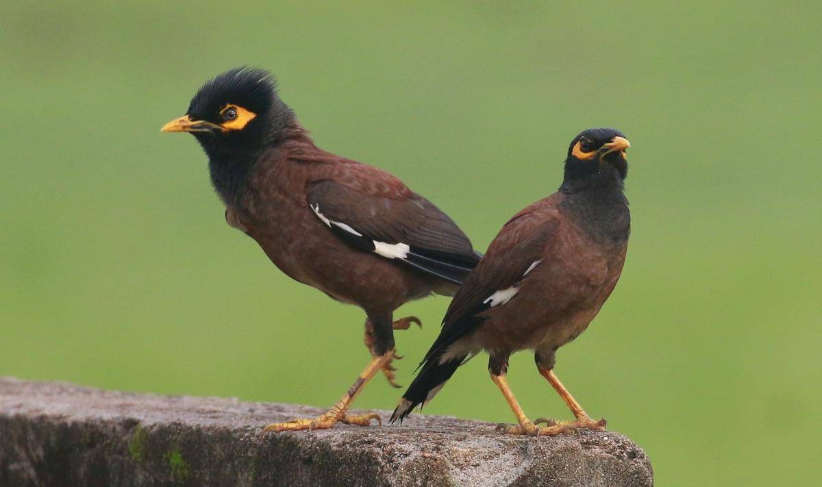 Common Myna