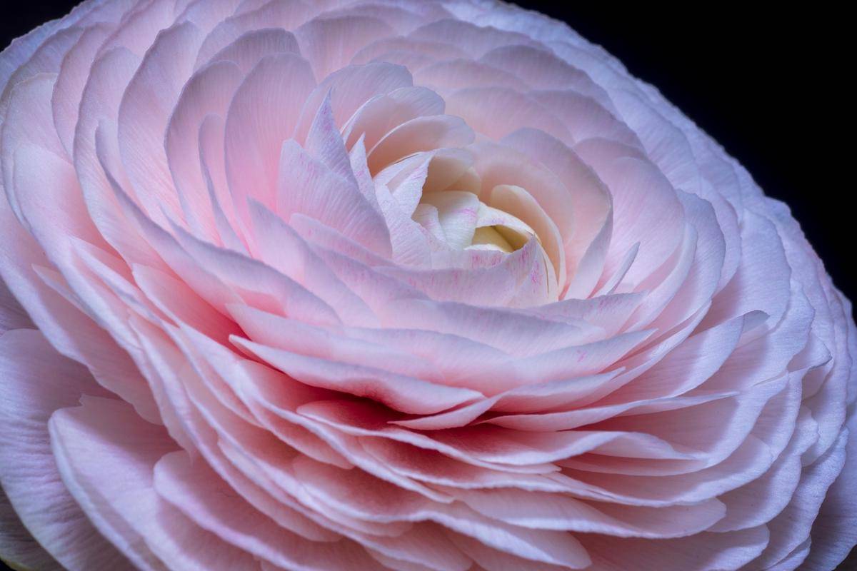 Bunga Ranunculus