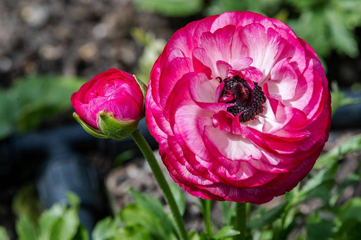 Bunga Ranunculus