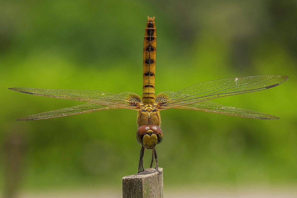 capung (commons.wikimedia.org/Azim Khan Ronnie)