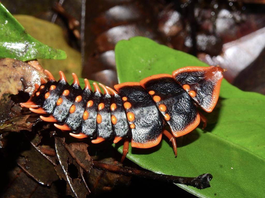 Trilobite Beetle