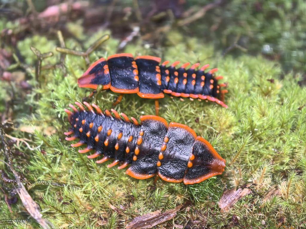 Trilobite Beetle