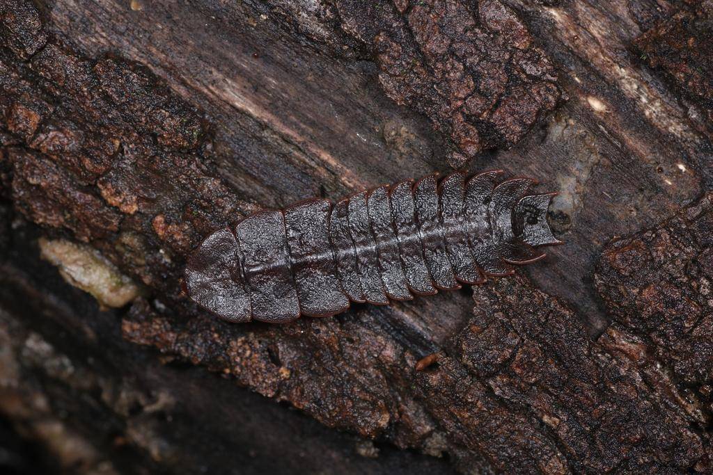 Trilobite Beetle