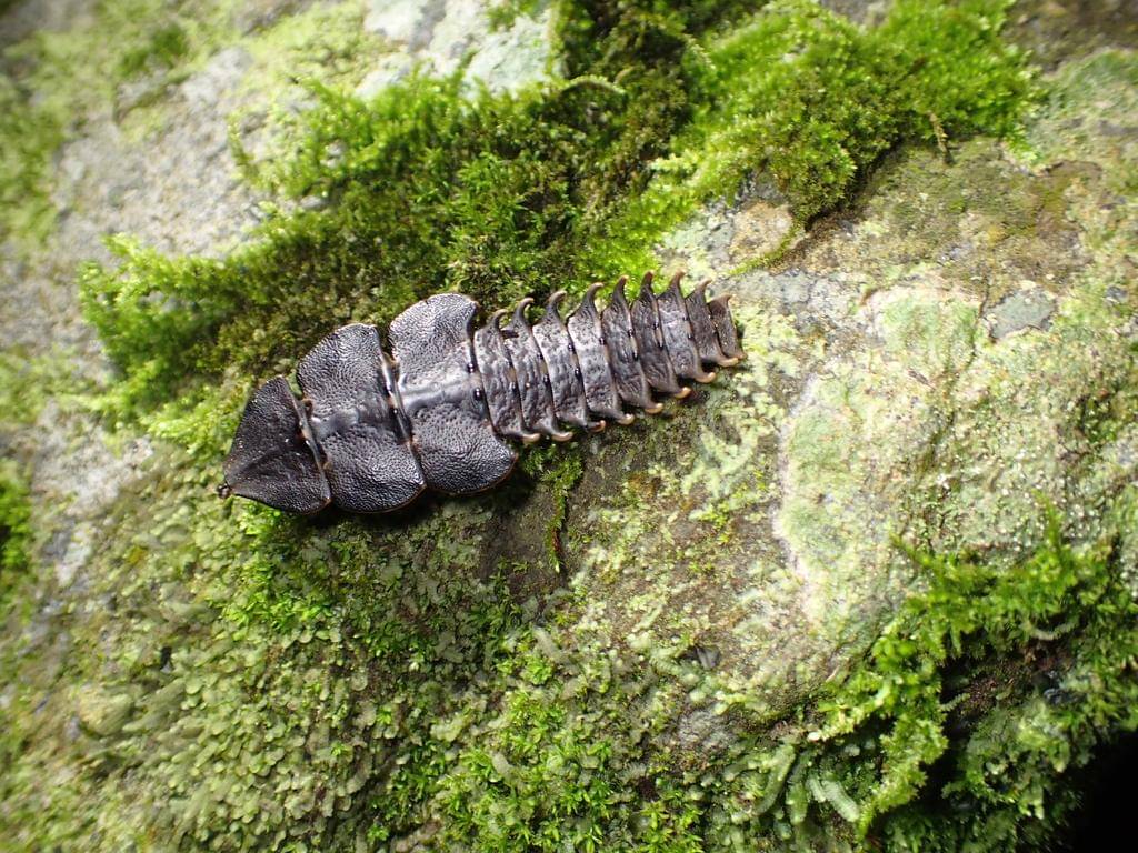 Trilobite Beetle