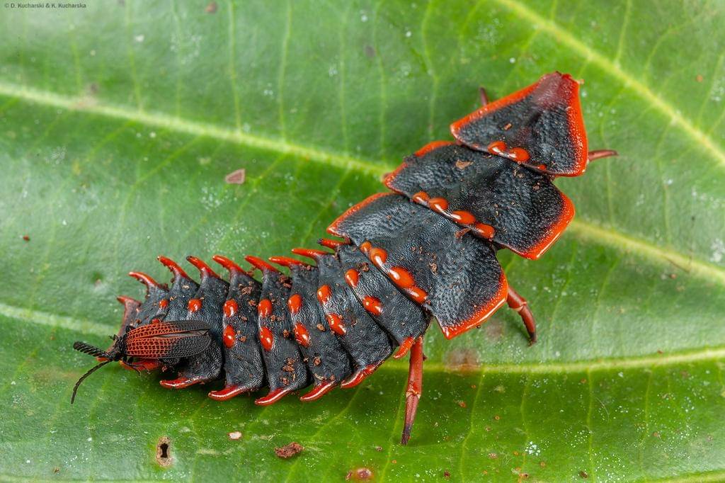 Trilobite Beetle