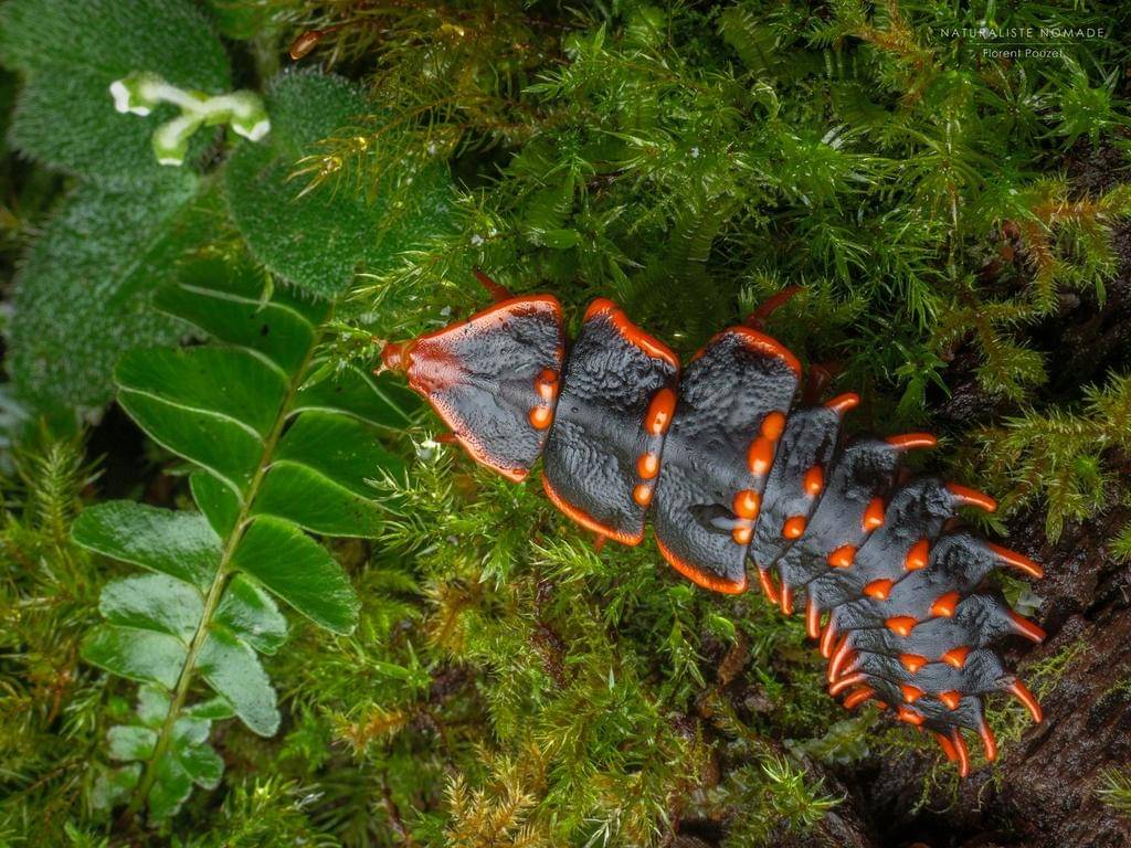 Trilobite Beetle