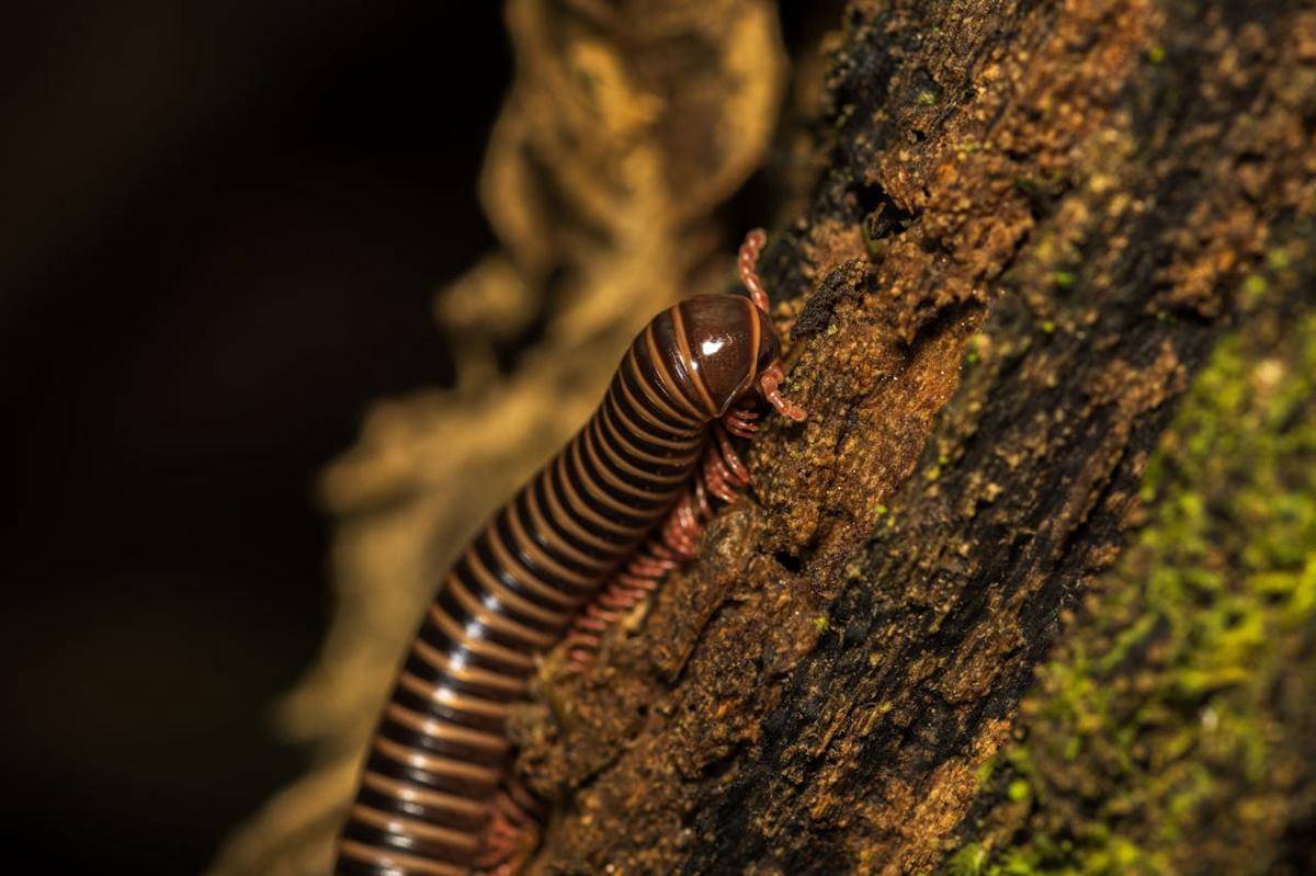 Arthropoda