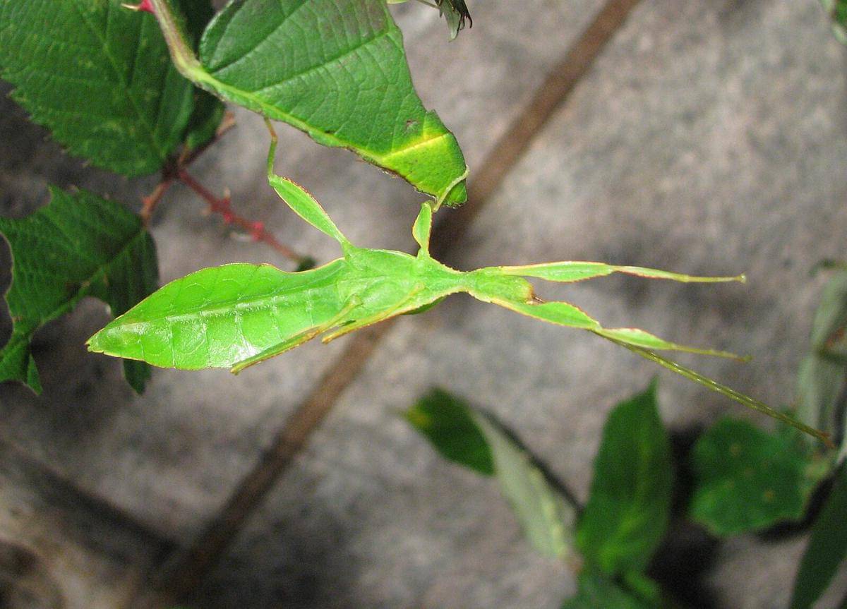 Arthropoda