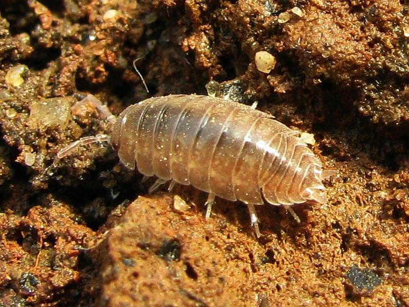 Arthropoda