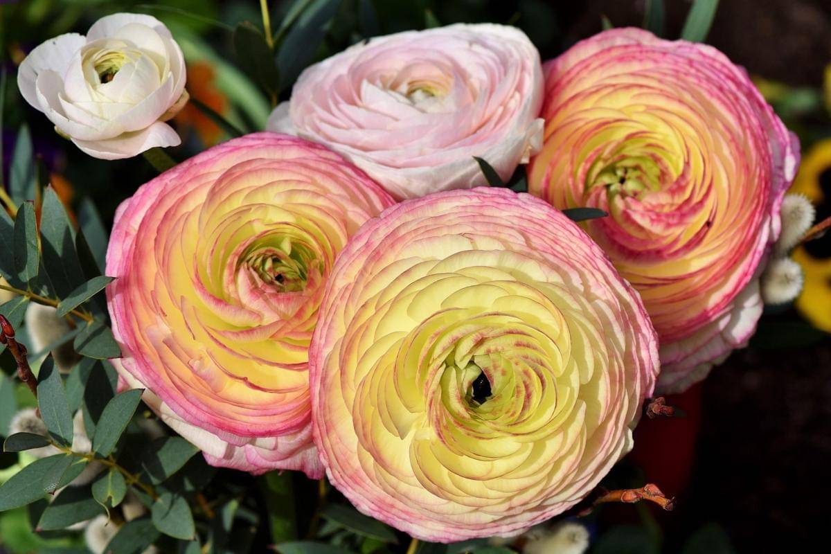 Bunga Ranunculus
