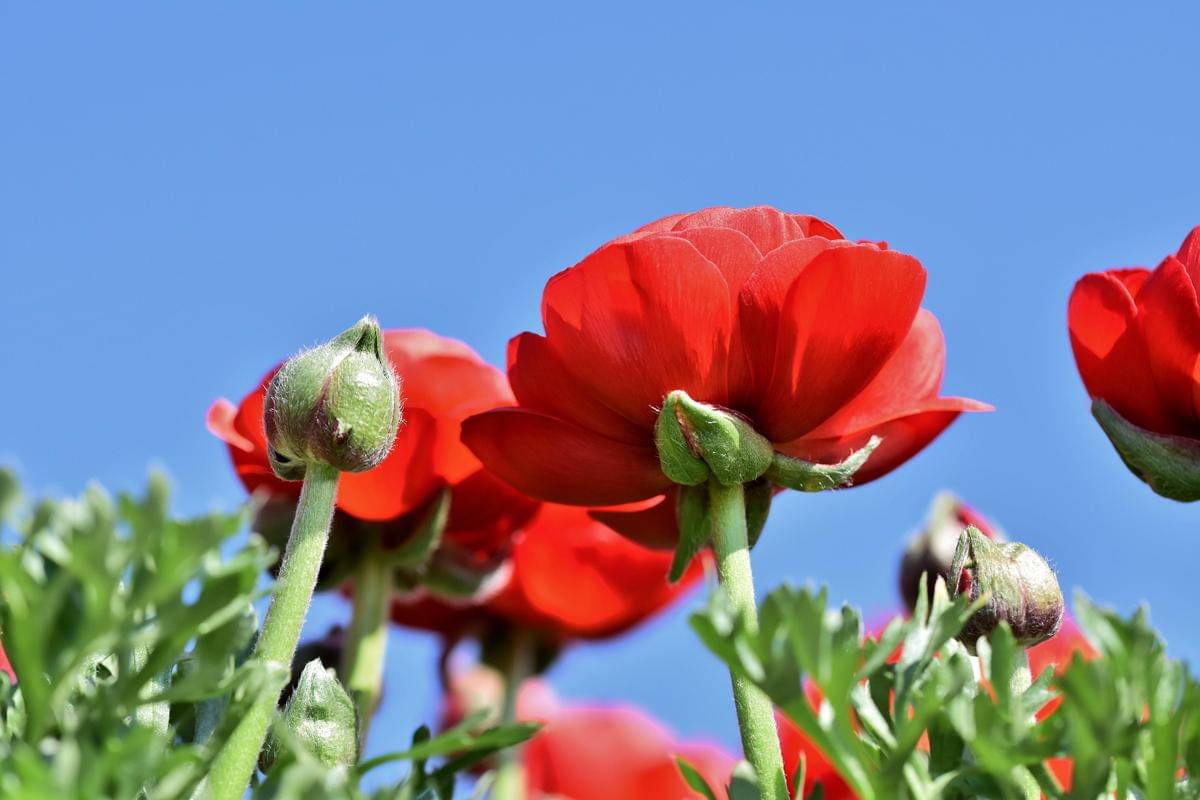 Bunga Ranunculus