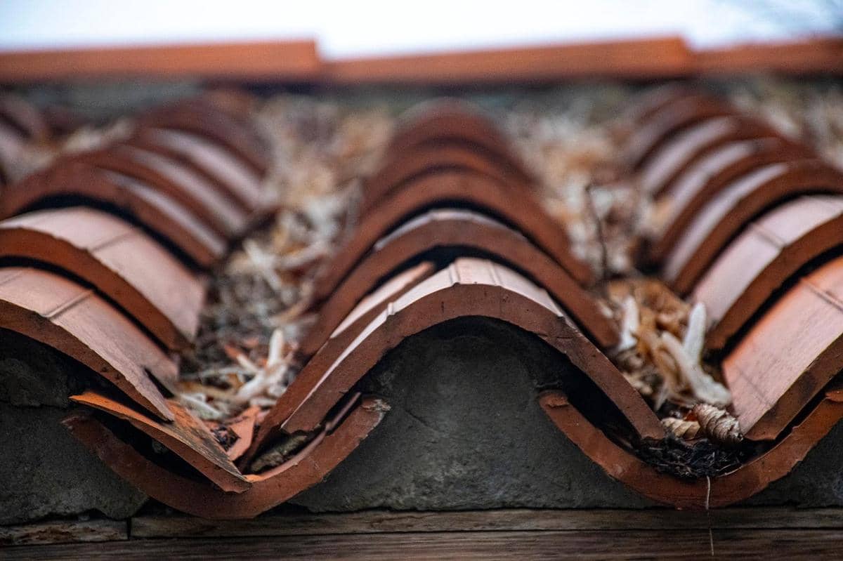 Ilustrasi Genteng (pixabay.com/Tomazj)