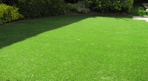 rumput bermuda (eminence-solution.net)