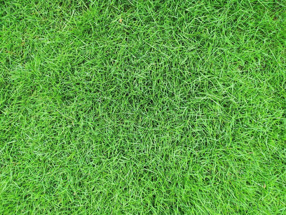 rumput jepang (archify.com)