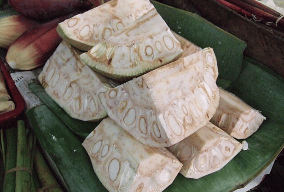 potret nangka muda