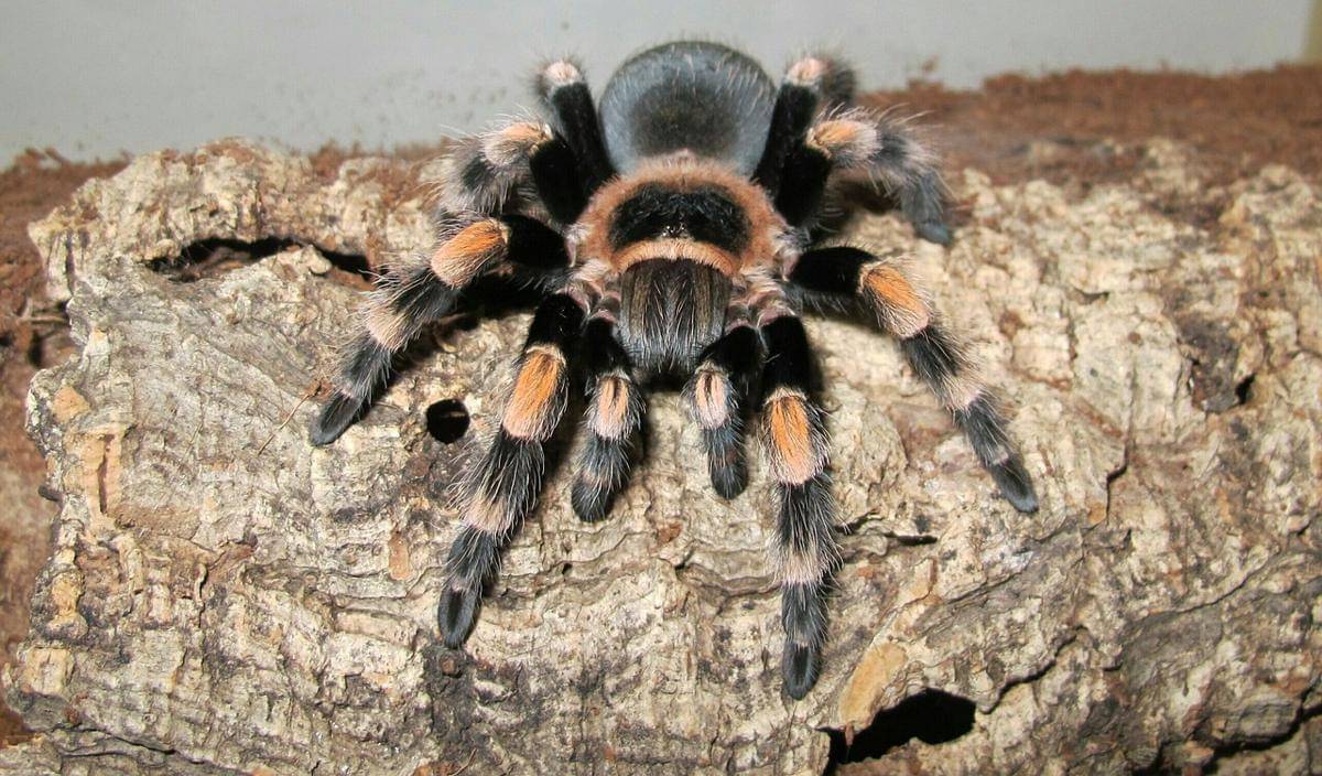 Arthropoda