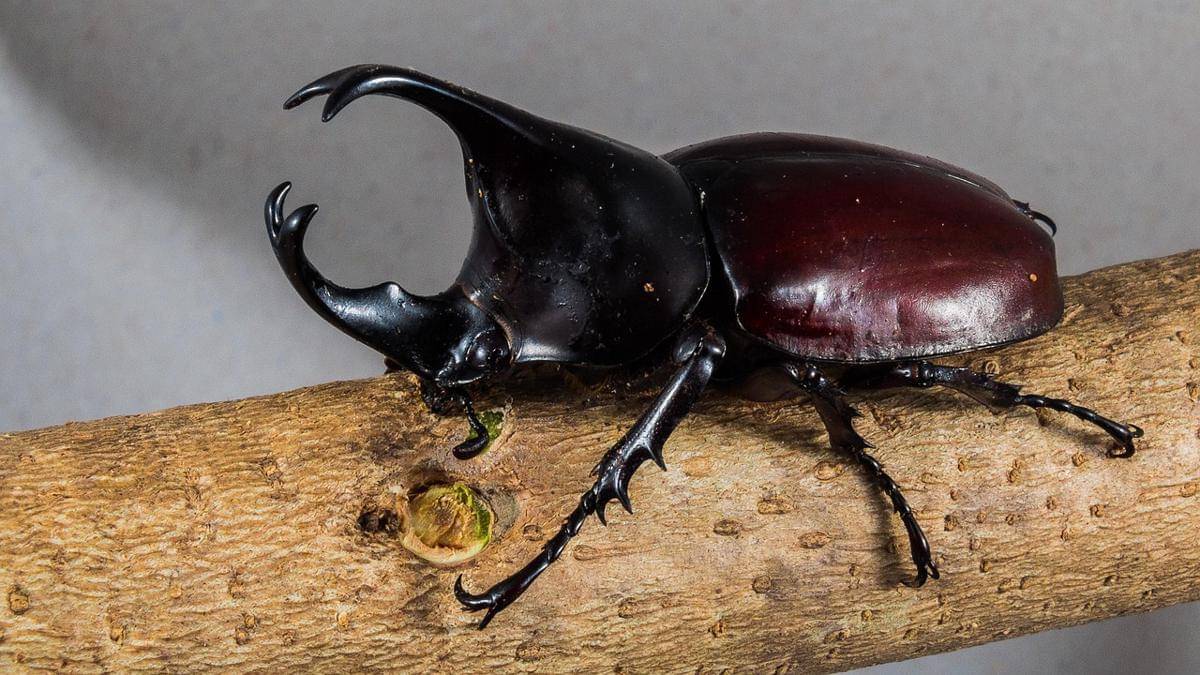 Arthropoda