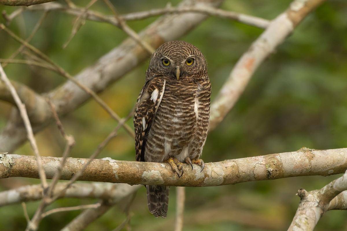 Burung Bulukwata