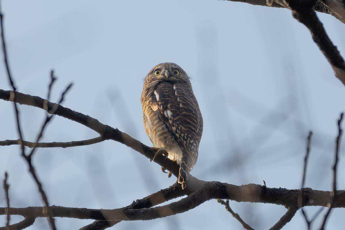 Burung Bulukwata