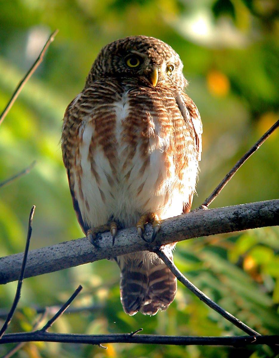 Burung Bulukwata
