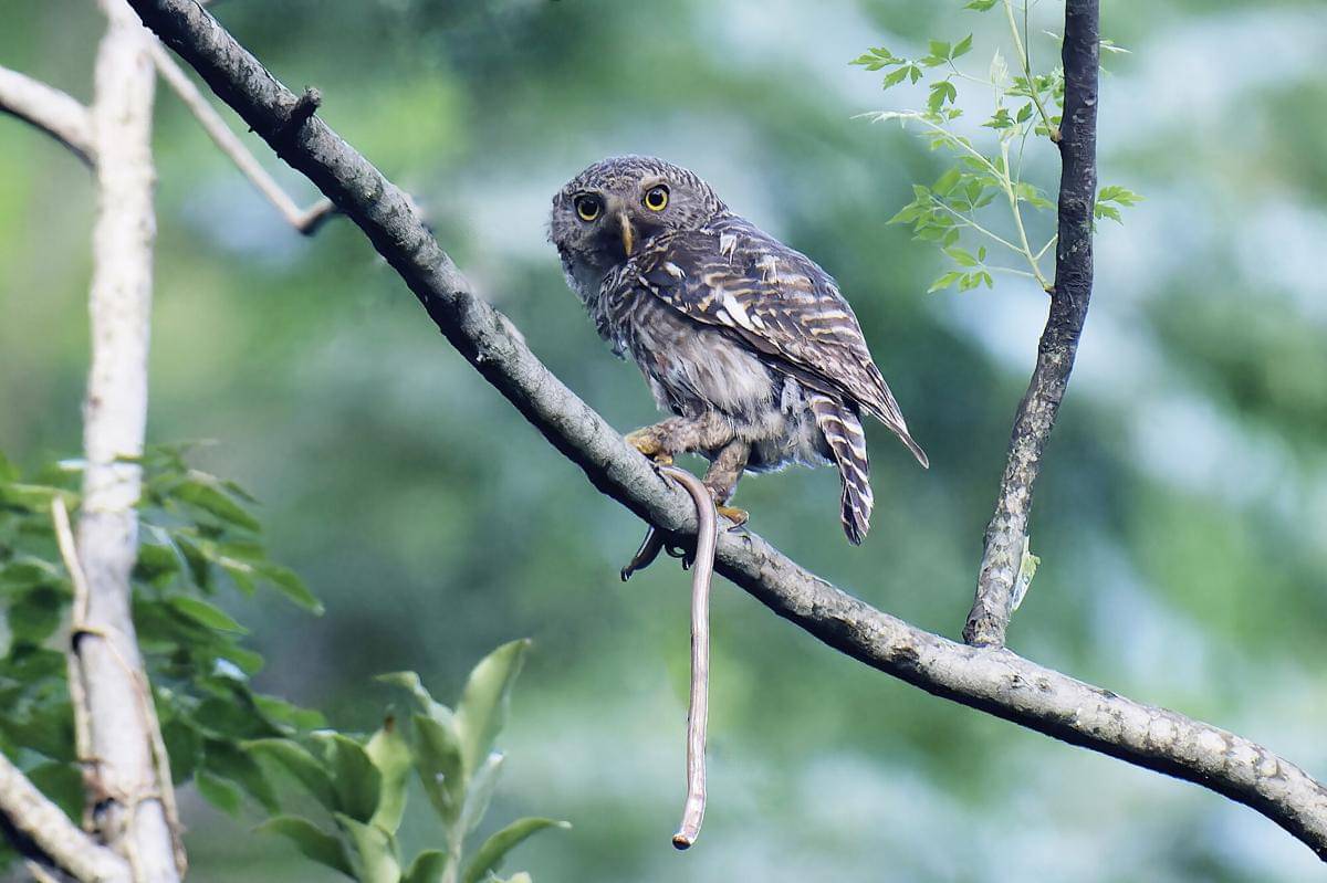 Burung Bulukwata