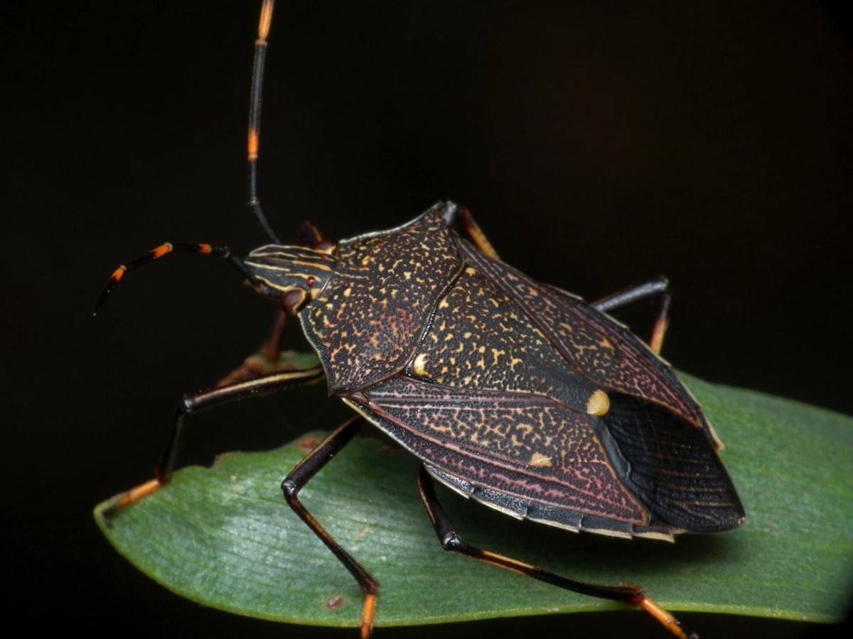 Gum Tree Shield Bug