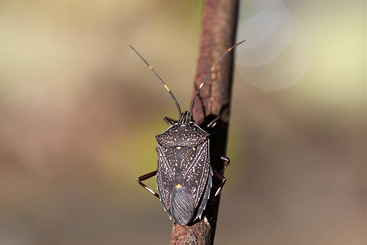 Gum Tree Shield Bug