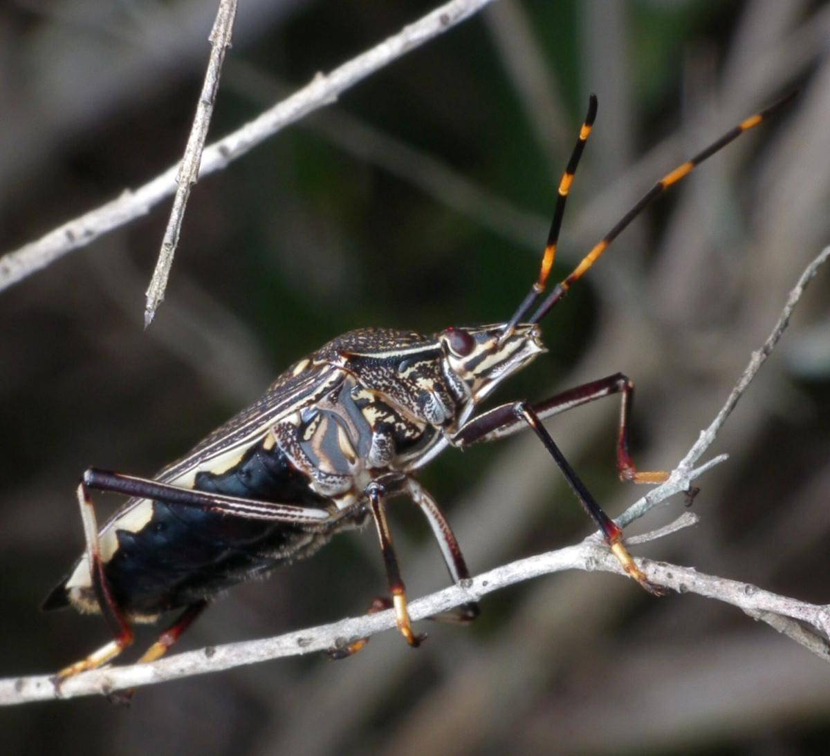 Gum Tree Shield Bug