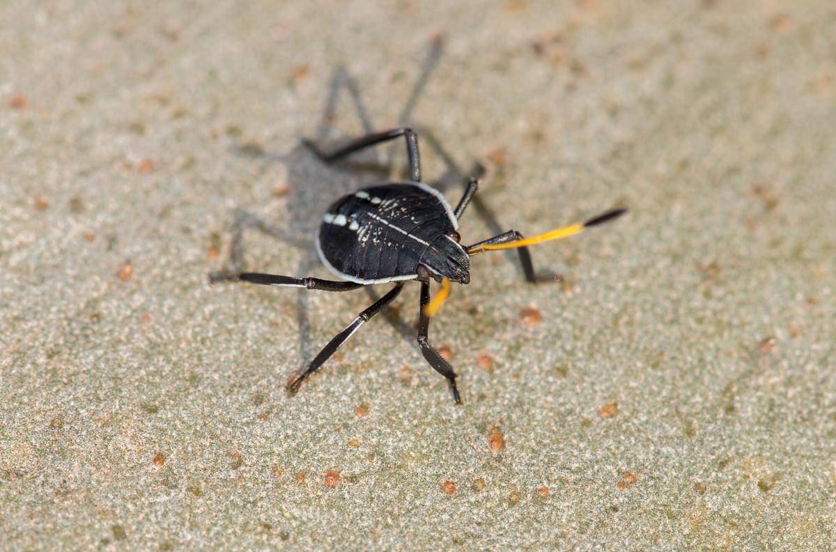 Gum Tree Shield Bug