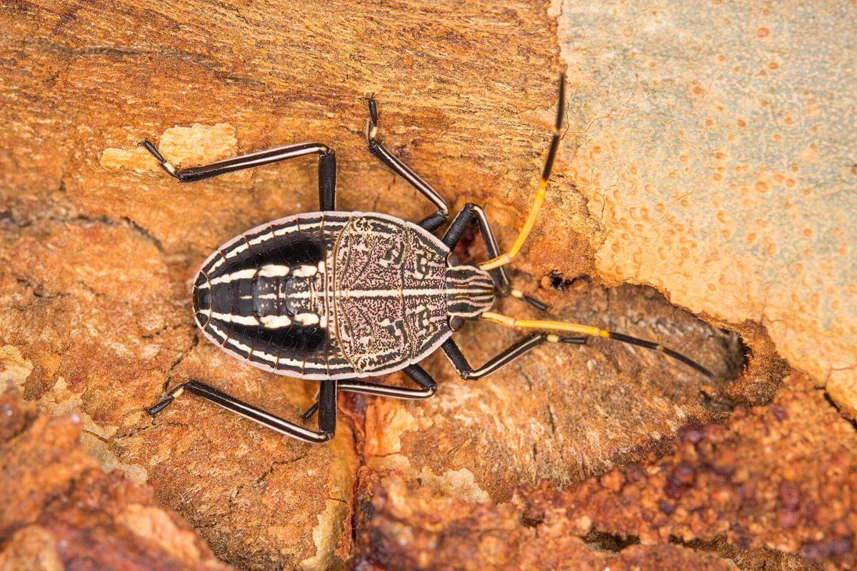 Gum Tree Shield Bug