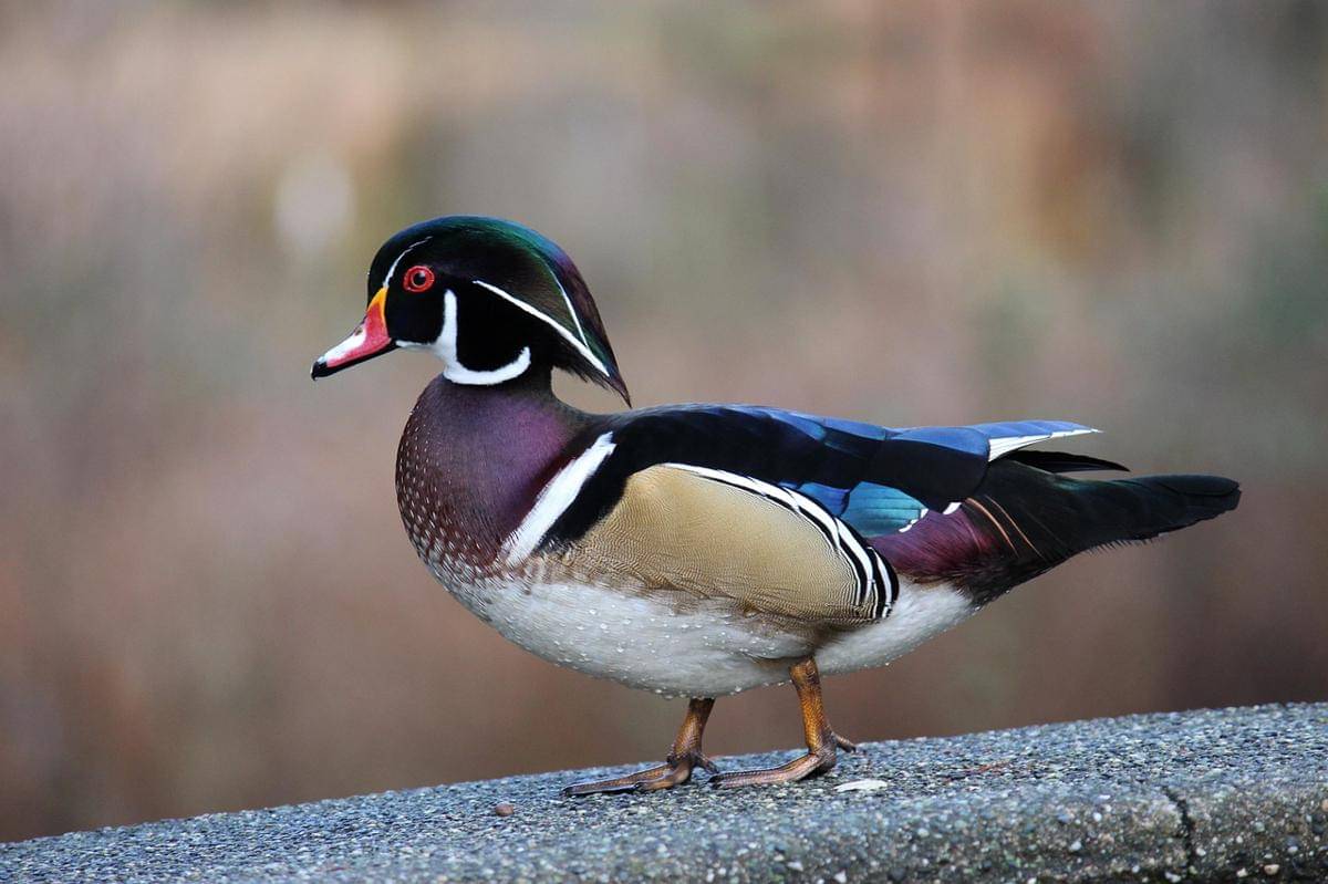 Wood Duck