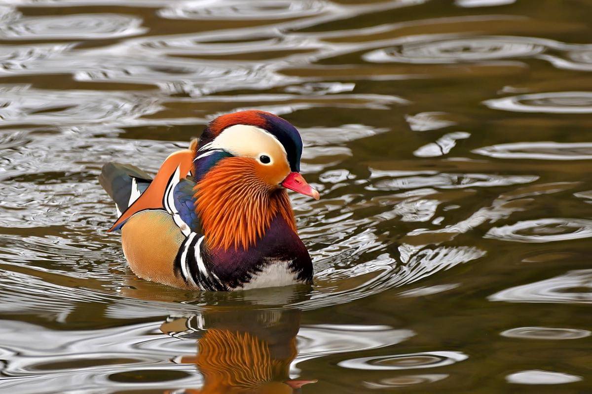 Wood Duck