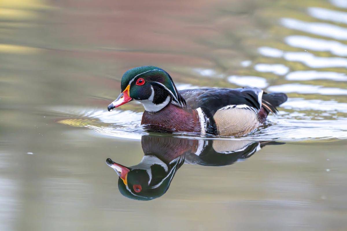Wood Duck