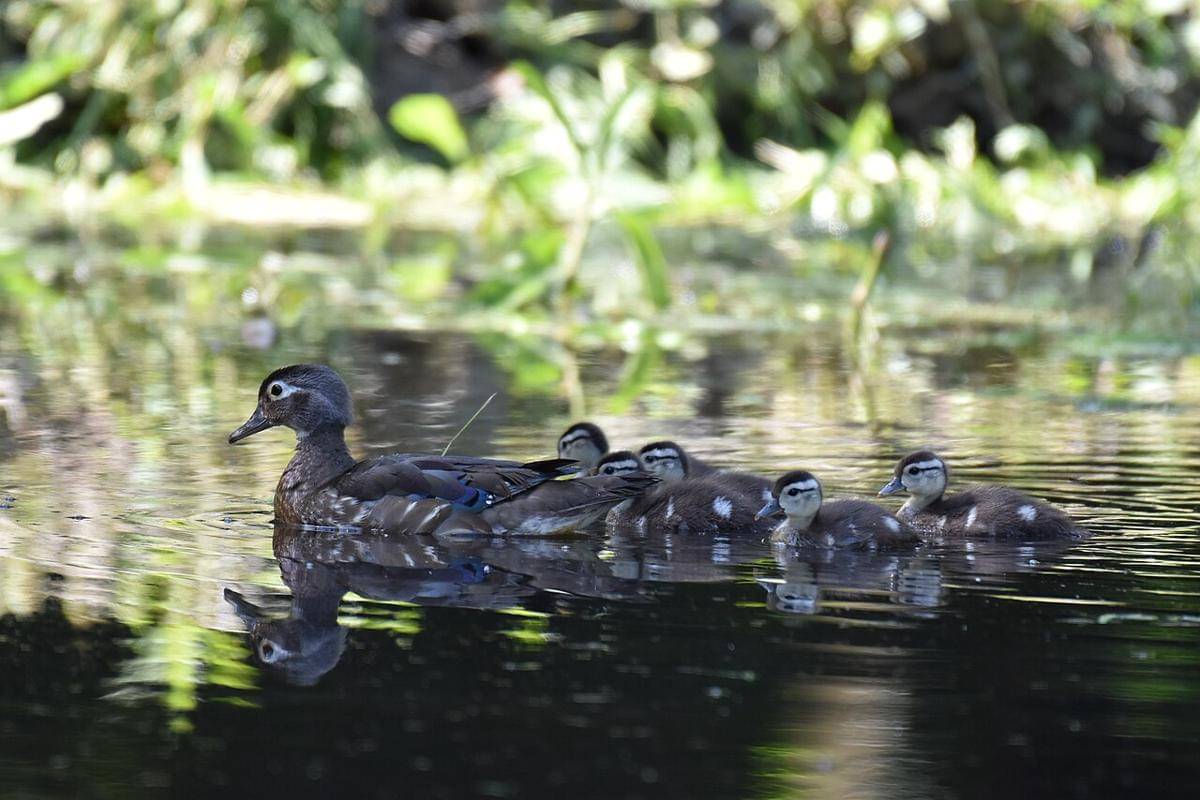 Wood Duck