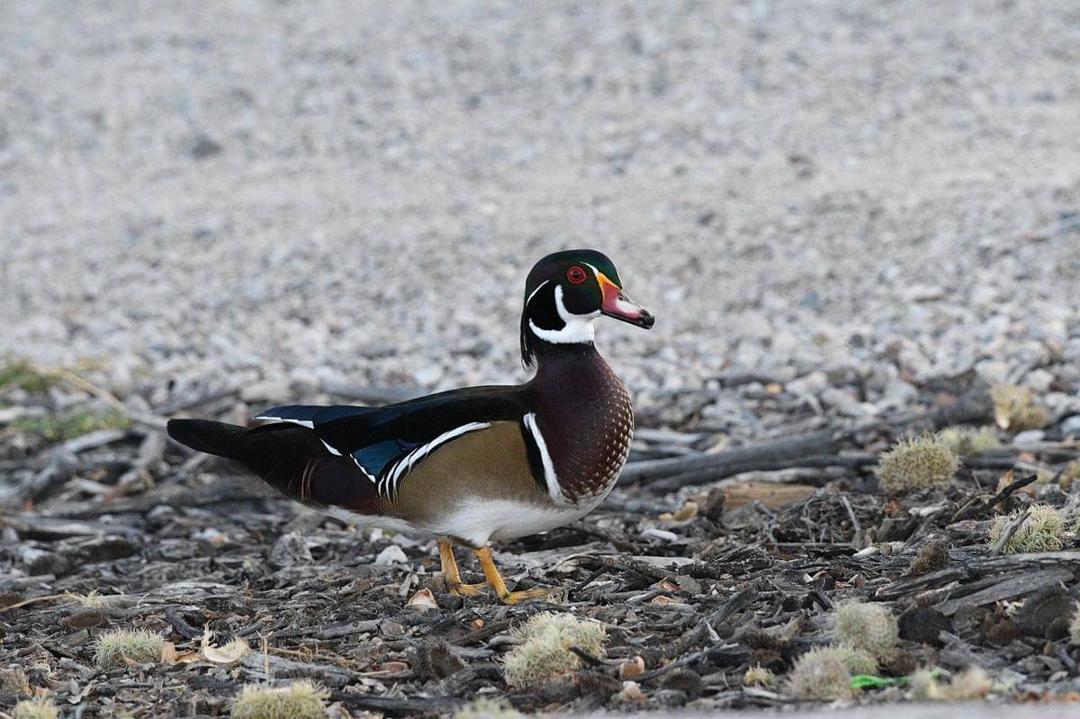 Wood Duck